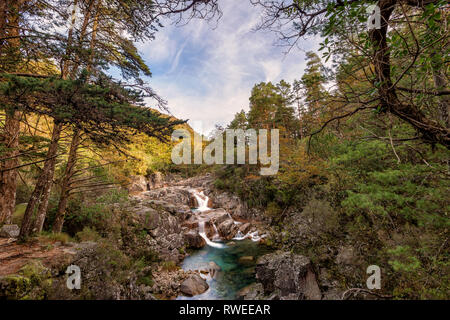 Mata da Albergaria, Serra do Gerês, Portugal Stockfoto