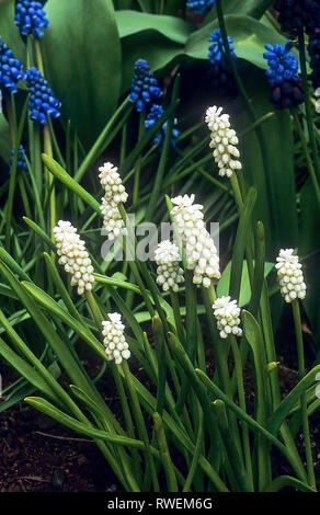 Muscari botryoides f. Album eine mehrjährige Pflanze in Blüte im Frühjahr mit schlanken weißen Trauben wachsen in voller Sonne und Frosthart auch Traubenhyazinthen Stockfoto