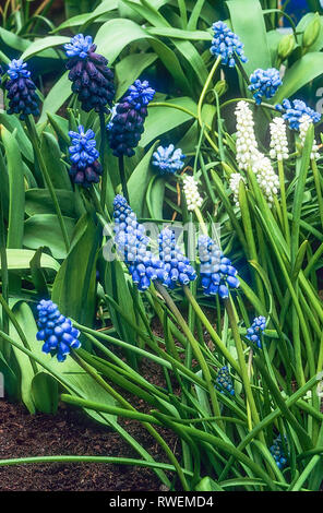 Muscari armeniacum eine mehrjährige Pflanze in Blüte im Frühjahr mit leuchtend blauen Blütenstände mit whute gespitzte Mund wachsen in voller Sonne auch Traubenhyazinthen Stockfoto