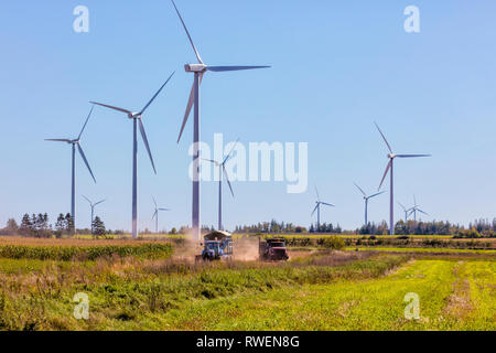 Maisernte und Windkraftanlagen, West Cape, Prince Edward Island, Kanada Stockfoto