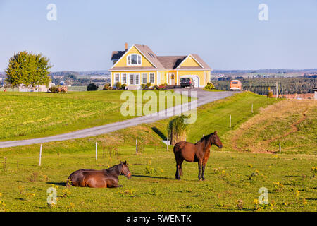 Pferde, Orwell, Prince Edward Island, Kanada Stockfoto