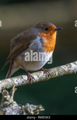 Rotkehlchen (Erithacus Rubecula) Stockfoto