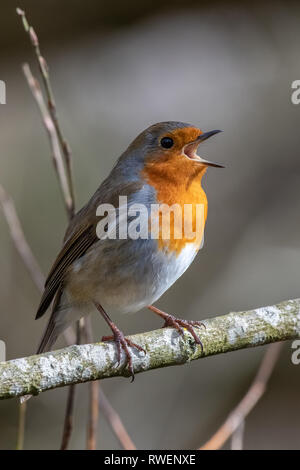Rotkehlchen (Erithacus Rubecula) Stockfoto