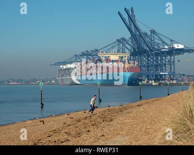 Von Landguard Point Mann Hund auf das Vorland mit einem riesigen Containerschiff im Hafen im Hafen von Felixstowe River Orwell Suffolk England, Einheit Stockfoto