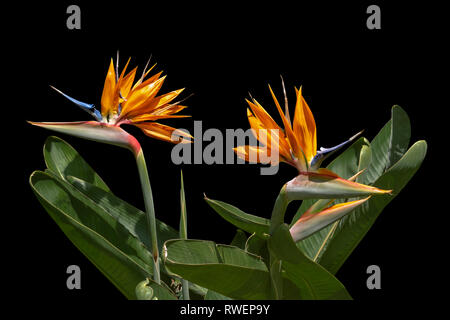 Zwei Bird Of Paradise, Strelitziaceae; Strelitzien; Kran Blumen in voller Blüte isoliert auf schwarzem Hintergrund Stockfoto