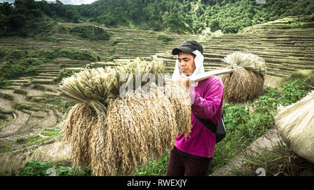 Filipino Mann, der getrocknet Reis der Ernte auf Stick - Maligcong, Mountain Province, Philippinen Stockfoto