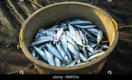 Eimer von kleiner Fisch von den Fischern - Tibiao, Antike - Philippinen gefangen Stockfoto