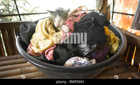 Schlafende Katze in Kleidung Wäsche Schaufel in der Philippinischen Dorf - catanduanes Stockfoto
