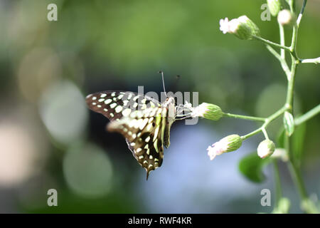 Die gelben und schwarzen Schmetterling auf eine weiße Blume in der Schmetterling Regenwald von Gainesville, Florida sitzen Stockfoto