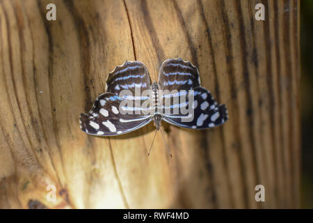 Blau und Schwarz Schmetterling der Schmetterling Regenwald von Gainesville, Florida Stockfoto