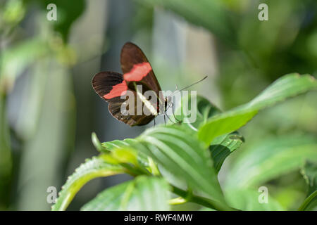 Rot und Schwarz Schmetterling auf Herbstlaub im Schmetterling Regenwald von Gainesville, Florida sitzen Stockfoto