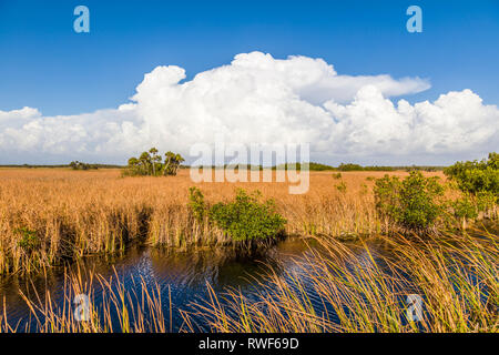 Fluss aus Gras mit großen weißen Wolken im blauen Himmel entlang Tamiami Trail in Big Cypress National Preserve im Südwesten Florida
