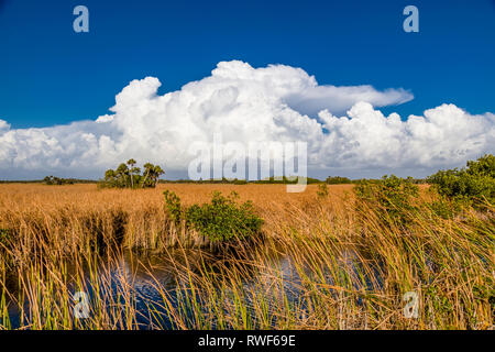 Fluss aus Gras mit großen weißen Wolken im blauen Himmel entlang Tamiami Trail in Big Cypress National Preserve im Südwesten Florida Stockfoto