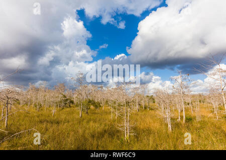 Große, weiße Wolken im blauen Himmel hinter Zypressen am Kirby Storter Roadside Park in Big Cypress National Preserve am Tamiami Trail im südlichen Florida Stockfoto