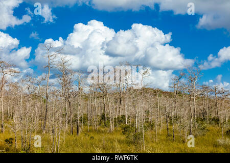 Große, weiße Wolken im blauen Himmel hinter Zypressen am Kirby Storter Roadside Park in Big Cypress National Preserve am Tamiami Trail im südlichen Florida Stockfoto