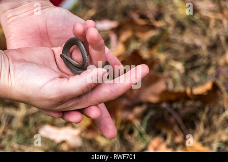 Eine Person, die ein Baby Schlange mit Vorsicht. Stockfoto