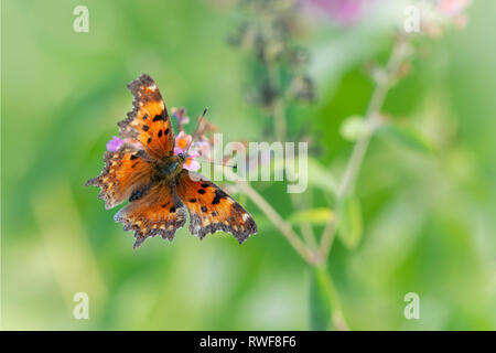 Komma Schmetterling Fütterung im Garten, auf einer natürlichen grünen Hintergrund Stockfoto