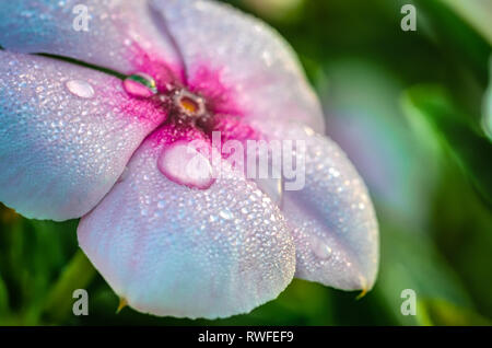 Nahaufnahme von Wassertropfen auf rosa Blume in den Morgen. Makroaufnahme mit Tiefenschärfe und grünen Hintergrund. Stockfoto