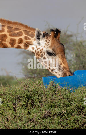 Gefährdete Rothchilds Giraffe, Kenia, Afrika Stockfoto