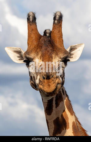 Gefährdete Rothchilds Giraffe, Kenia, Afrika Stockfoto