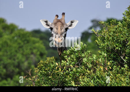 Porträt einer Masai Giraffe (Giraffa camelopardalis tippelskirchii), die von der Spitze eines Akazienbaums frisst. Masai Mara Wildreservat, Kenia Stockfoto