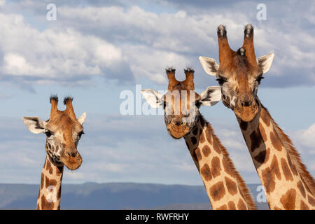 Gefährdete Rothchilds Giraffe, Kenia, Afrika Stockfoto