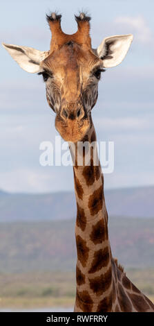 Gefährdete Rothchilds Giraffe, Kenia, Afrika Stockfoto