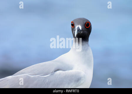 Close-up swallow-tailed Gull in San Cristobal Insel. Galapagos National Park. Ecuador Stockfoto