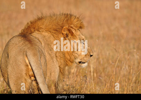 Nahaufnahme der männliche Löwe Wandern auf dem Gras von hinten gesehen. Die Masai Mara, Kenia, Afrika Stockfoto