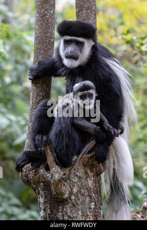 Afrikanische Colobus Monkey Stockfoto