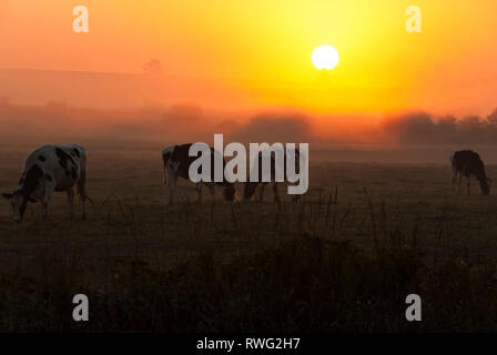 Rinder bei Sonnenaufgang mit schweren Nebel, Guelph, ON, Kanada Stockfoto