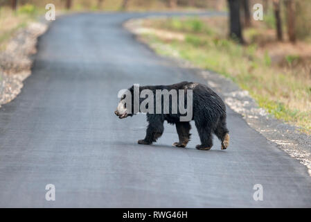 Faultiere Überquerung der Autobahn in der Nähe von Chandrapur, Tadoba, Maharashtra, Indien. Stockfoto