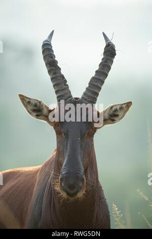 Topi, Damaliscus lunatus jimela, ishasha Sektor im Queen Elizabeth National Park, Uganda Stockfoto