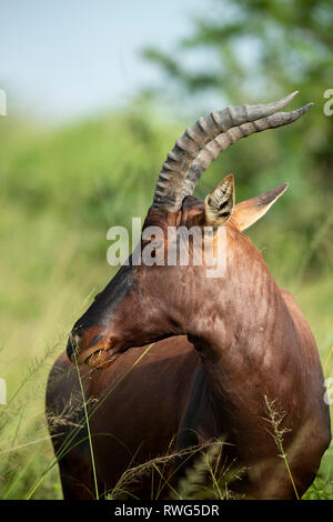 Topi, Damaliscus lunatus jimela, ishasha Sektor im Queen Elizabeth National Park, Uganda Stockfoto