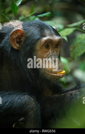 Schimpanse, Pan troglodytes, Kibale Forest Nationalpark, Uganda Stockfoto