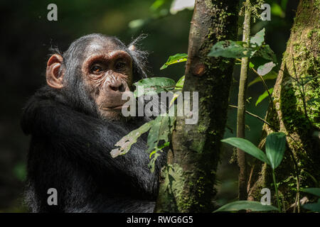 Schimpanse, Pan troglodytes, Kibale Forest Nationalpark, Uganda Stockfoto