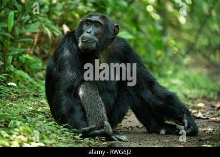 Schimpanse, Pan troglodytes, Kibale Forest Nationalpark, Uganda Stockfoto