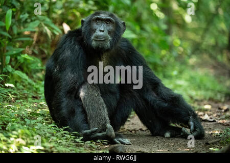 Schimpanse, Pan troglodytes, Kibale Forest Nationalpark, Uganda Stockfoto