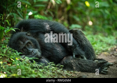 Schimpanse, Pan troglodytes, Kibale Forest Nationalpark, Uganda Stockfoto