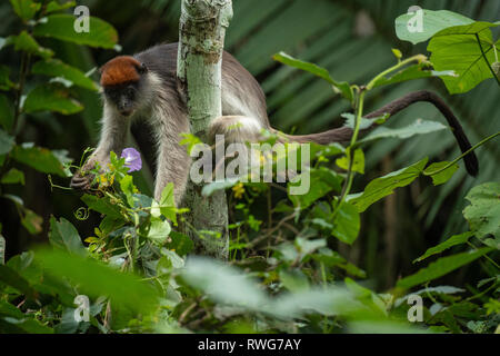 Ugandischen Roten Stummelaffen, Procolobus tephrosceles, Kibale Forest Nationalpark, Uganda Stockfoto