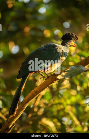Große Blaue Needles, Corythaeola cristata, Entebbe, Uganda Stockfoto