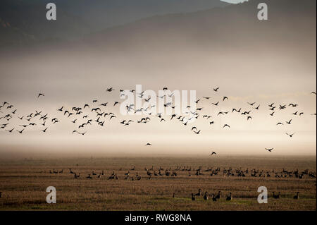 Sonnenaufgang und Nebel über Creston Valley, BC, creston Wildlife Center, Kanada Stockfoto