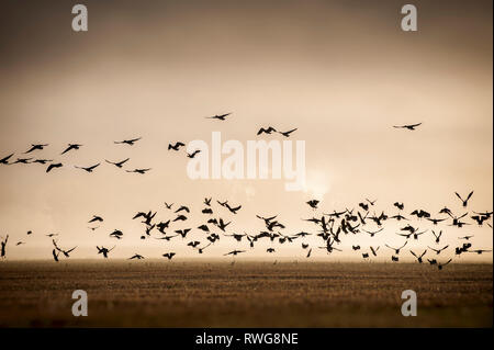 Sonnenaufgang und Nebel über Creston Valley, BC, creston Wildlife Center, Kanada Stockfoto