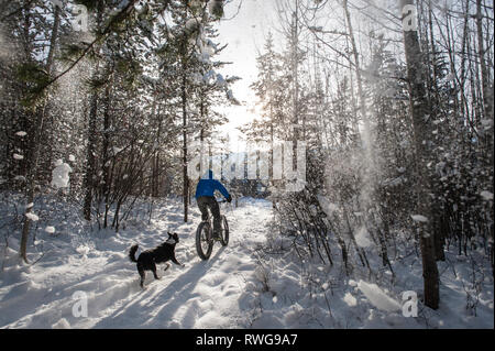 Winter Fett - Biken im Schnee mit einem Hund, Fernie BC, Kanada Stockfoto