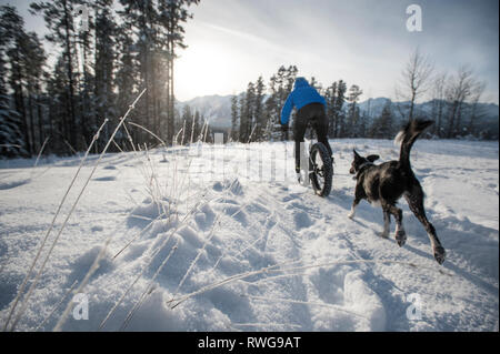 Winter Fett - Biken im Schnee mit einem Hund, Fernie BC, Kanada Stockfoto