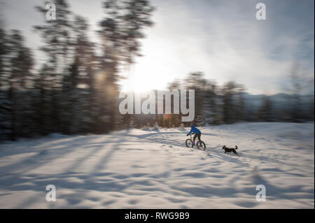 Winter Fett - Biken im Schnee mit einem Hund, Fernie BC, Kanada Stockfoto