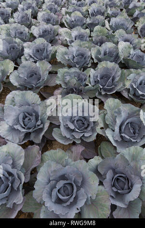 Rotkohl (Brassica oleracea var. capitata f. rubra). Kohl Köpfe auf einem Feld in Dithmarschen, Schleswig, Holstein, Deutschland Stockfoto