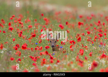 Europäische Reh (Capreolus capreolus). Doe stehen im Feld mit blühenden Mohn. Deutschland Stockfoto