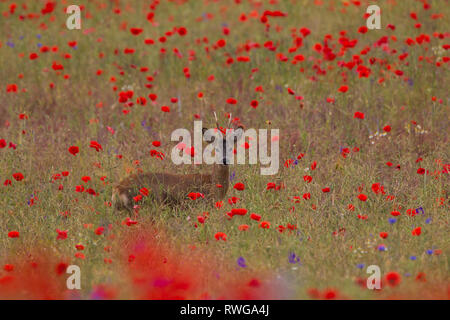 Europäische Reh (Capreolus capreolus). Buck stehen im Feld mit blühenden Mohn. Deutschland Stockfoto