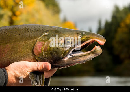 Coho Lachs (Oncorhynchus kisutch; Karuk: achvuun), Nitinat River, Vancouver Island, BC Kanada Stockfoto